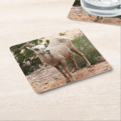 Funny Bighorn Sheep im Zion Nationalpark Rechteckiger Pappuntersetzer (angewinkelt)