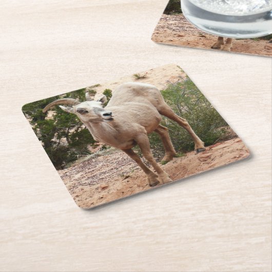 Funny Bighorn Sheep im Zion Nationalpark Rechteckiger Pappuntersetzer (angewinkelt)