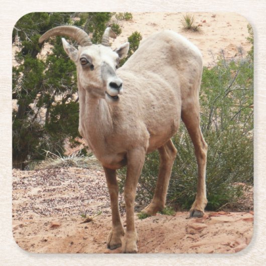 Funny Bighorn Sheep im Zion Nationalpark Rechteckiger Pappuntersetzer (Vorderseite)