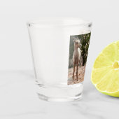 Funny Bighorn Sheep im Zion Nationalpark Schnapsglas (Links)