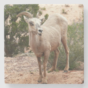 Funny Bighorn Sheep im Zion Nationalpark Steinuntersetzer