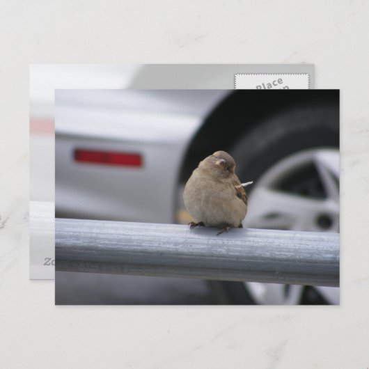 Funny Bird, Sparrow Postkarte (Vorne/Hinten)