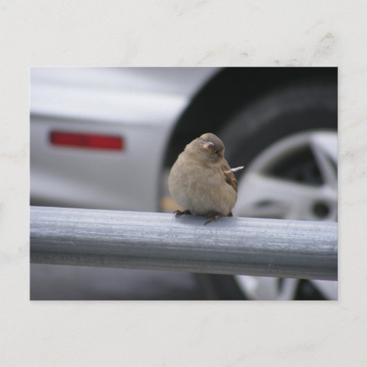 Funny Bird, Sparrow Postkarte (Vorderseite)