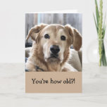 Funny Birthday Card Karte<br><div class="desc">Liebliche Geburtstagskarte mit goldenem Retriever. Diese Karte ist mit Ihrer personalisierten Nachricht anpassbar.</div>