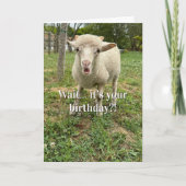 Funny Birthday Sheep Surprise face Farm Animal  Karte (Vorderseite)