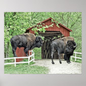 Funny Bison an der Covered Bridge Poster (Vorne)