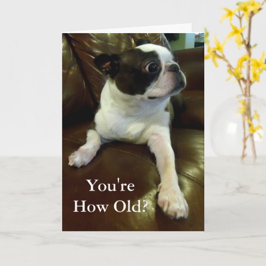 Funny Boston Terrier Birthday Card (Tierrettung) Karte (Gelbe Blume)