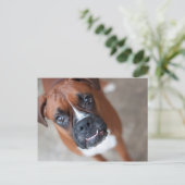 Funny Boxhund Postkarte (Stehend Vorderseite)