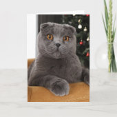 Funny British cat and christmas tree Karte (Vorderseite)
