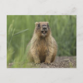 Funny Brown Realistic Groundhog Tongue Out Photo Postkarte (Vorderseite)