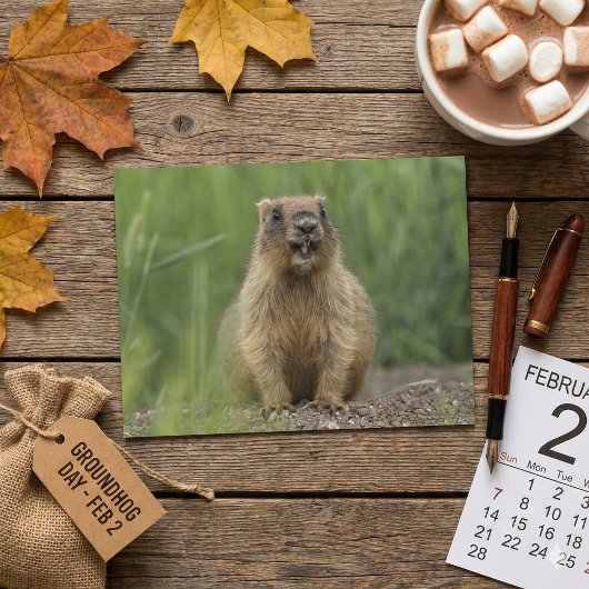 Funny Brown Realistic Groundhog Tongue Out Photo Postkarte