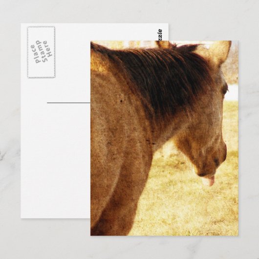 Funny Buckskin Postkarte (Vorne/Hinten)