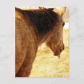 Funny Buckskin Postkarte (Vorderseite)