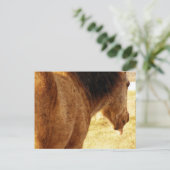 Funny Buckskin Postkarte (Stehend Vorderseite)