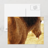 Funny Buckskin Postkarte (Vorne/Hinten)