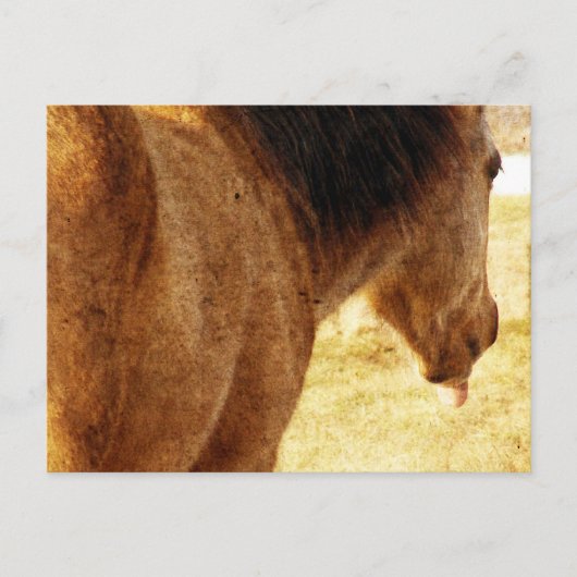 Funny Buckskin Postkarte (Vorderseite)