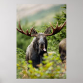 Funny Bull Moose Poster (Vorne)