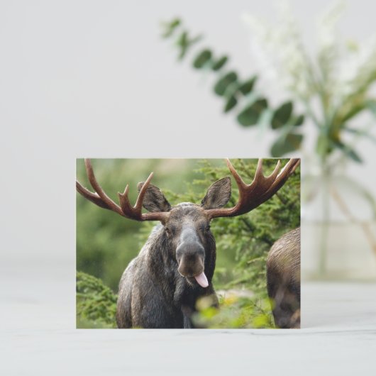 Funny Bull Moose Postkarte (Stehend Vorderseite)