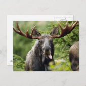 Funny Bull Moose Postkarte (Vorne/Hinten)