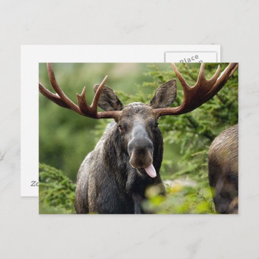 Funny Bull Moose Postkarte (Vorne/Hinten)