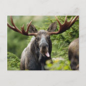 Funny Bull Moose Postkarte (Vorderseite)