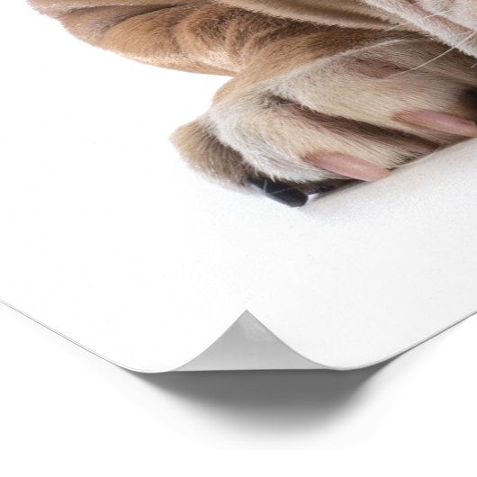 Funny Bulldog - Poster - srf (Ecke)