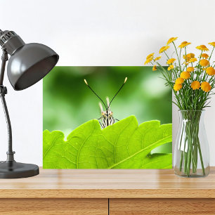 Funny Butterfly Flüchtigen Blicke über Leaf Fotodruck