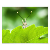 Funny Butterfly Flüchtigen Blicke über Leaf Fotodruck (Vorne)