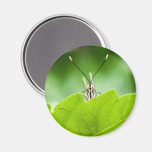 Funny Butterfly Flüchtigen Blicke über Leaf Magnet (Vorderseite/Rückseite)
