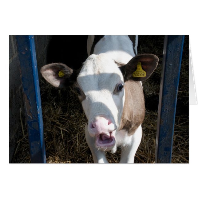 Funny Calf (Vorderseite (Horizontal))