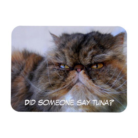 Funny Calico Persian Cat Premium Magnet (Horizontal)