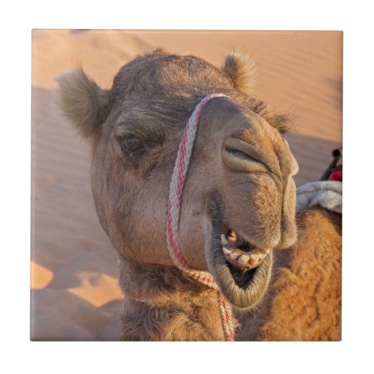 Funny Camel Fliese (Vorderseite)