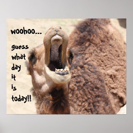 Funny Camel "Höcker Tag" Raten Sie, was für ein Ta Poster (Vorne)