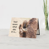 Funny Camel Hump Day Retirement Card Karte (Vorderseite)