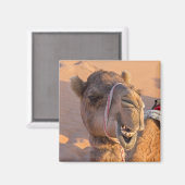Funny Camel Magnet (Vorderseite/Rückseite)