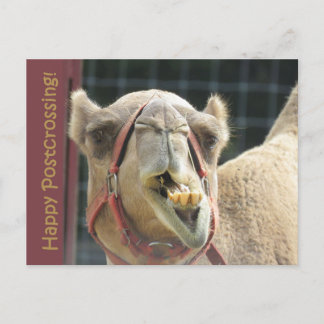 Funny Camel Postcross Postcard Postkarte
