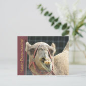 Funny Camel Postcross Postcard Postkarte (Stehend Vorderseite)