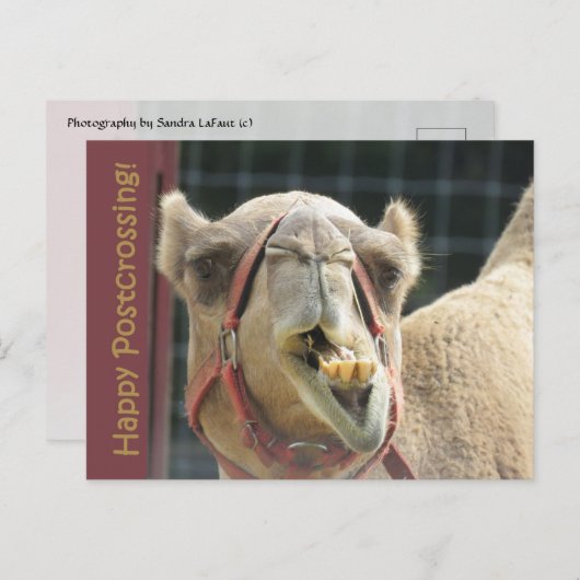 Funny Camel Postcross Postcard Postkarte (Vorne/Hinten)