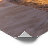 Funny Camel Poster (Ecke)