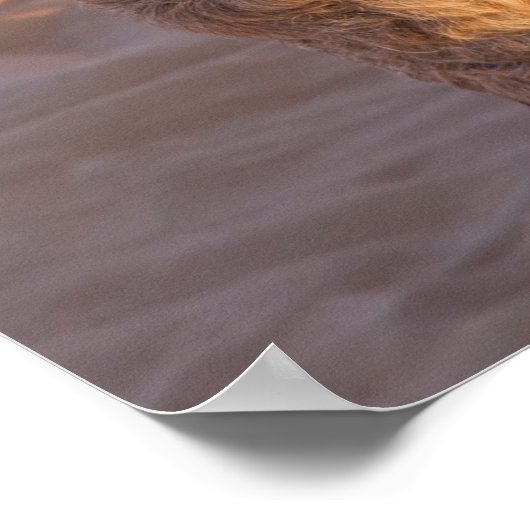 Funny Camel Poster (Ecke)