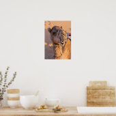 Funny Camel Poster (Küche)