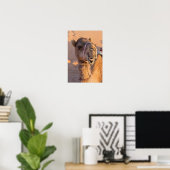 Funny Camel Poster (Heimbüro)