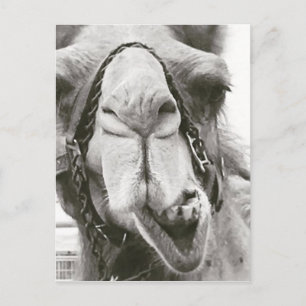 Funny Camel Postkarte