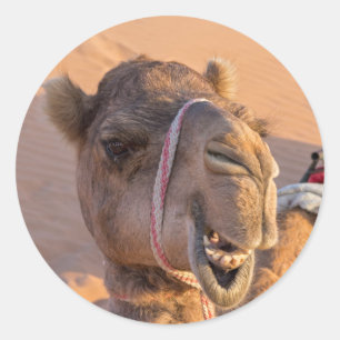 Funny Camel Runder Aufkleber