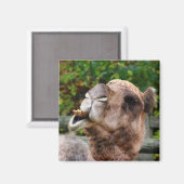 Funny Camel Wildlife Animal Foto Magnet (Vorderseite/Rückseite)