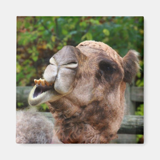 Funny Camel Wildlife Animal Foto Magnet
