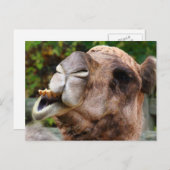 Funny Camel Wildlife Animal Foto Postkarte (Vorne/Hinten)