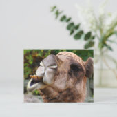 Funny Camel Wildlife Animal Foto Postkarte (Stehend Vorderseite)