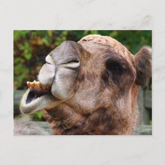 Funny Camel Wildlife Animal Foto Postkarte (Vorderseite)