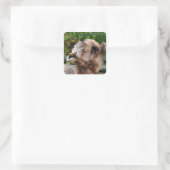 Funny Camel Wildlife Animal Foto Quadratischer Aufkleber (Tasche)